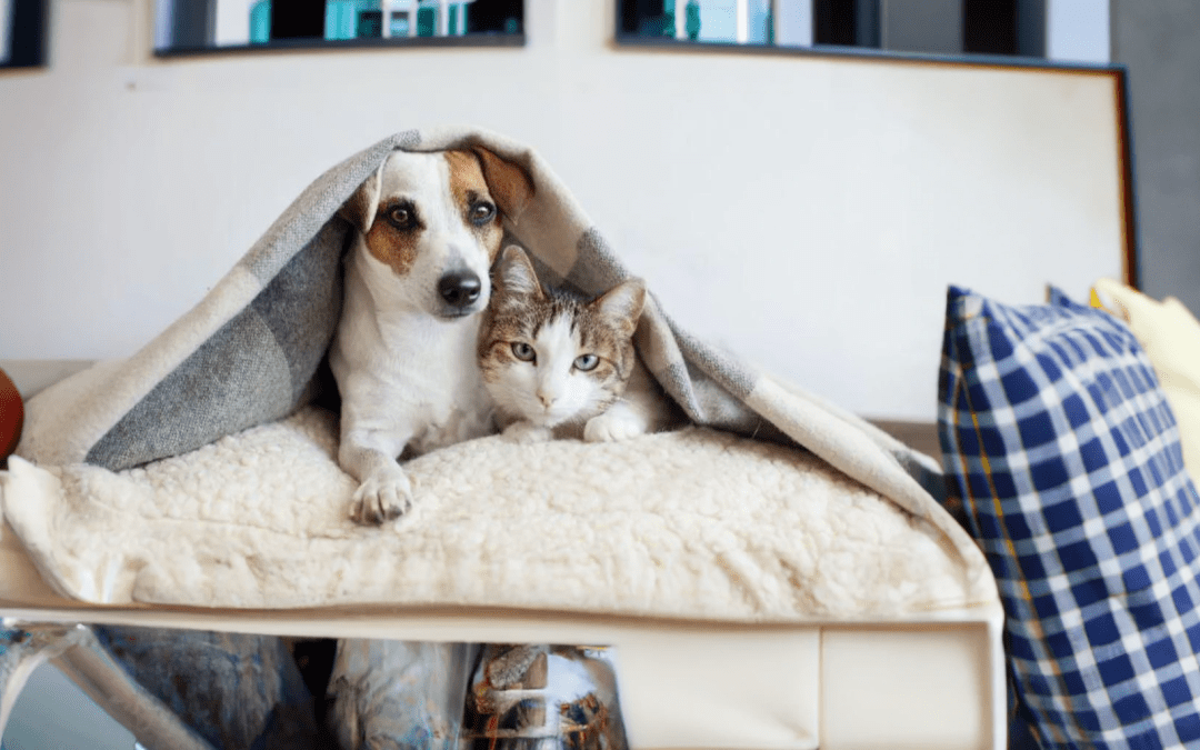 6 Talking Points About Pets in Rentals